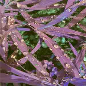 Ecstatically - Life / Leaf download free
