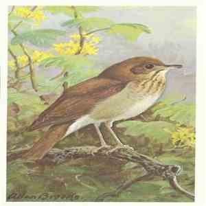 No Artist - Hermit Thrush download free